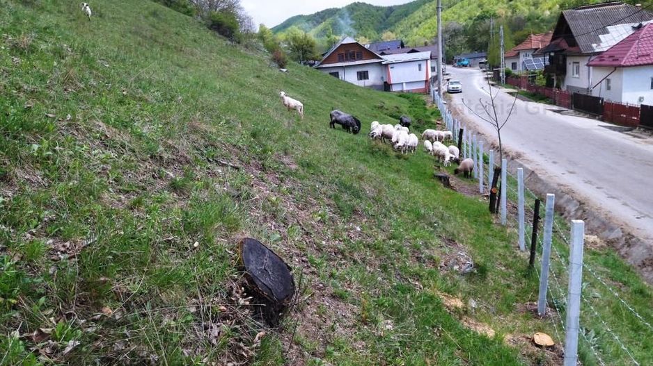 NAMAESTI - Valea Mare Pravat, 7000 mp. teren intravilan, ideal locuinta - Poză 7