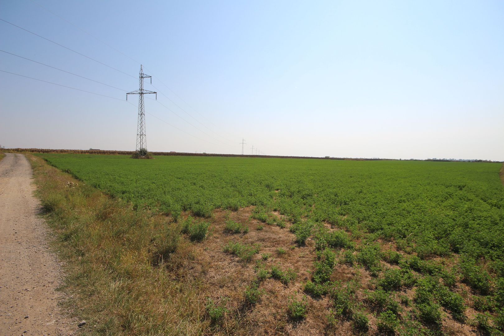 Teren arabil 3 ha - Sacalaz - Poză 3