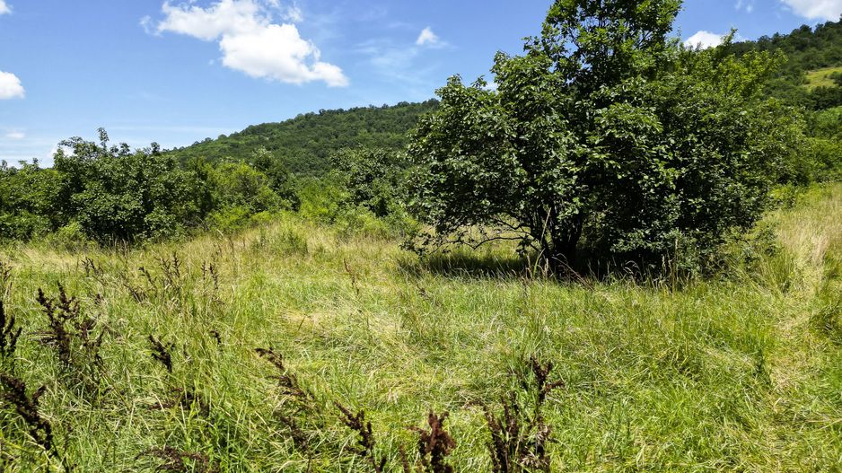 Teren pe deal la Sebiș - Poză 2