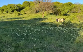 ⭐  Teren de 2.700 mp cu front generos – Ocazie în Oncea - Poză 14