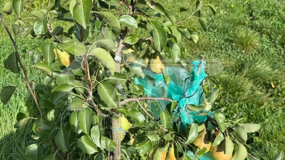 Casa de Vanzare  GORNESTI- Renovata 2025 semifinisata. - Poză 6