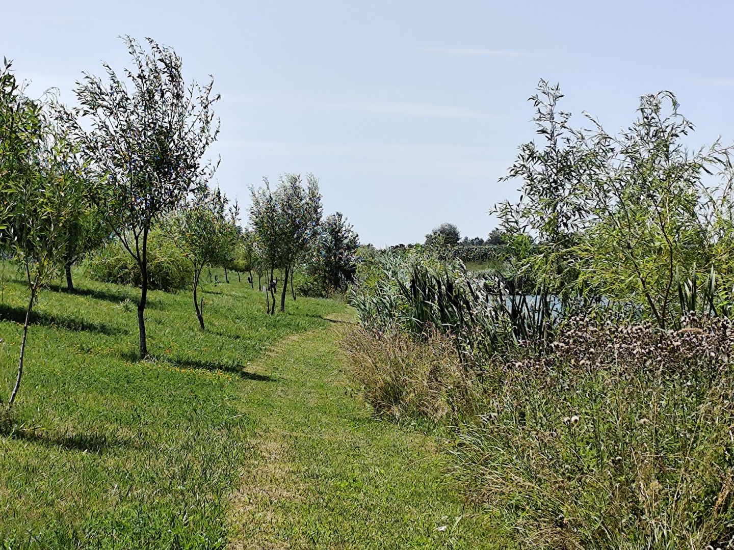 Balta de Pescuit | Cabana din Busteni | Teren 6,37 ha | langa Oradea - Poză 18