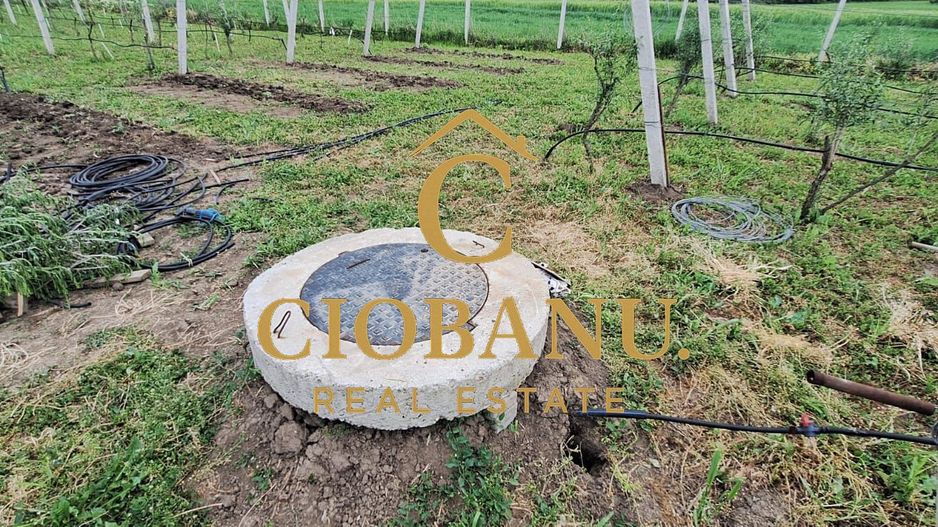 Teren intravilan cu PLANTATIE DE GOJII de vanzare in Racari - Poză 8