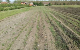 Ag BRASADAS vinde casa cu 3 cam si teren 5000mp în HOREA. - Poză 7