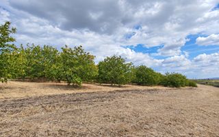 LIVADĂ DE NUCI – 24,5 HA | ȚÎNȚĂRENI, ANENII NOI - Poză 9