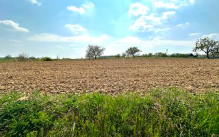 Teren Intravilan de Vânzare, Cetariu, 5450mp - Poză 5