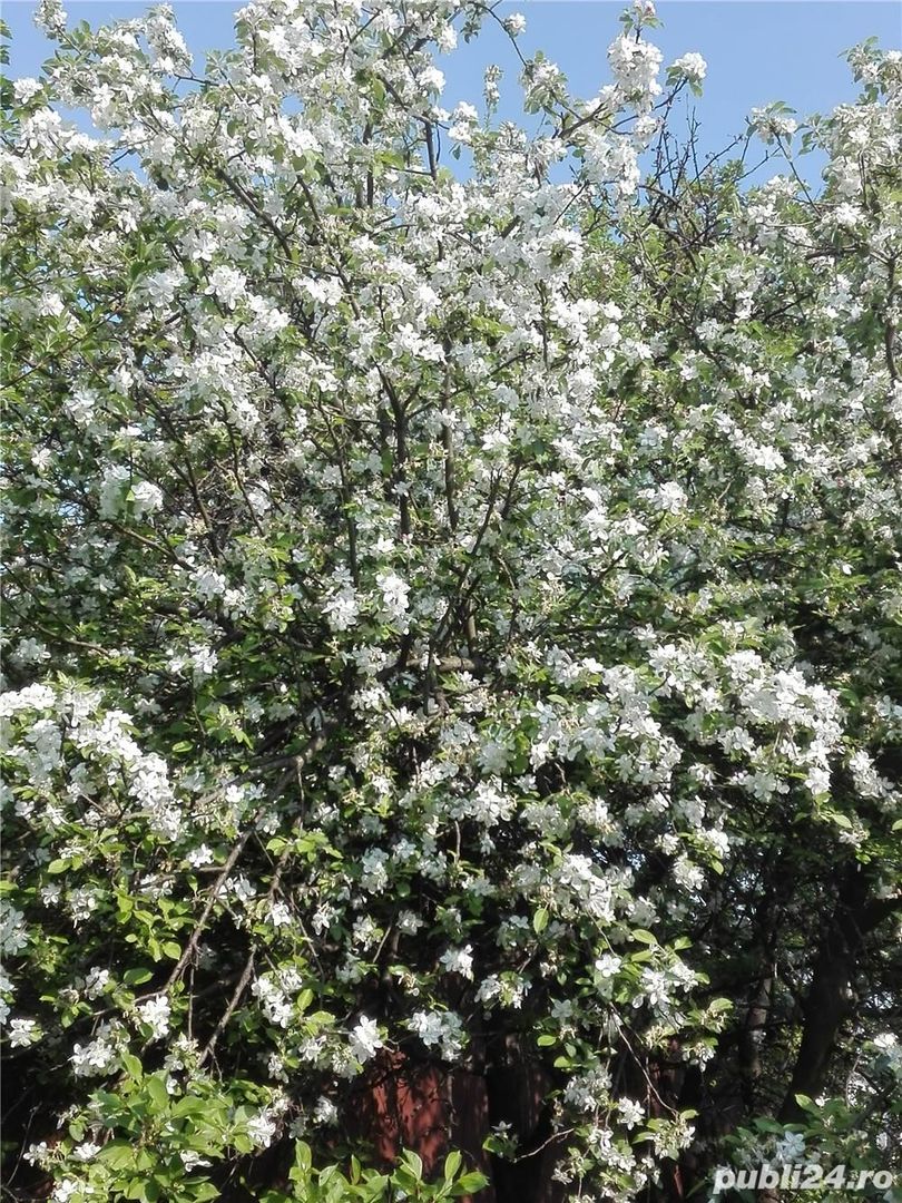 BRASADAS vinde casa mare cu teren 2100 mp zona Titulescu. - Poză 7