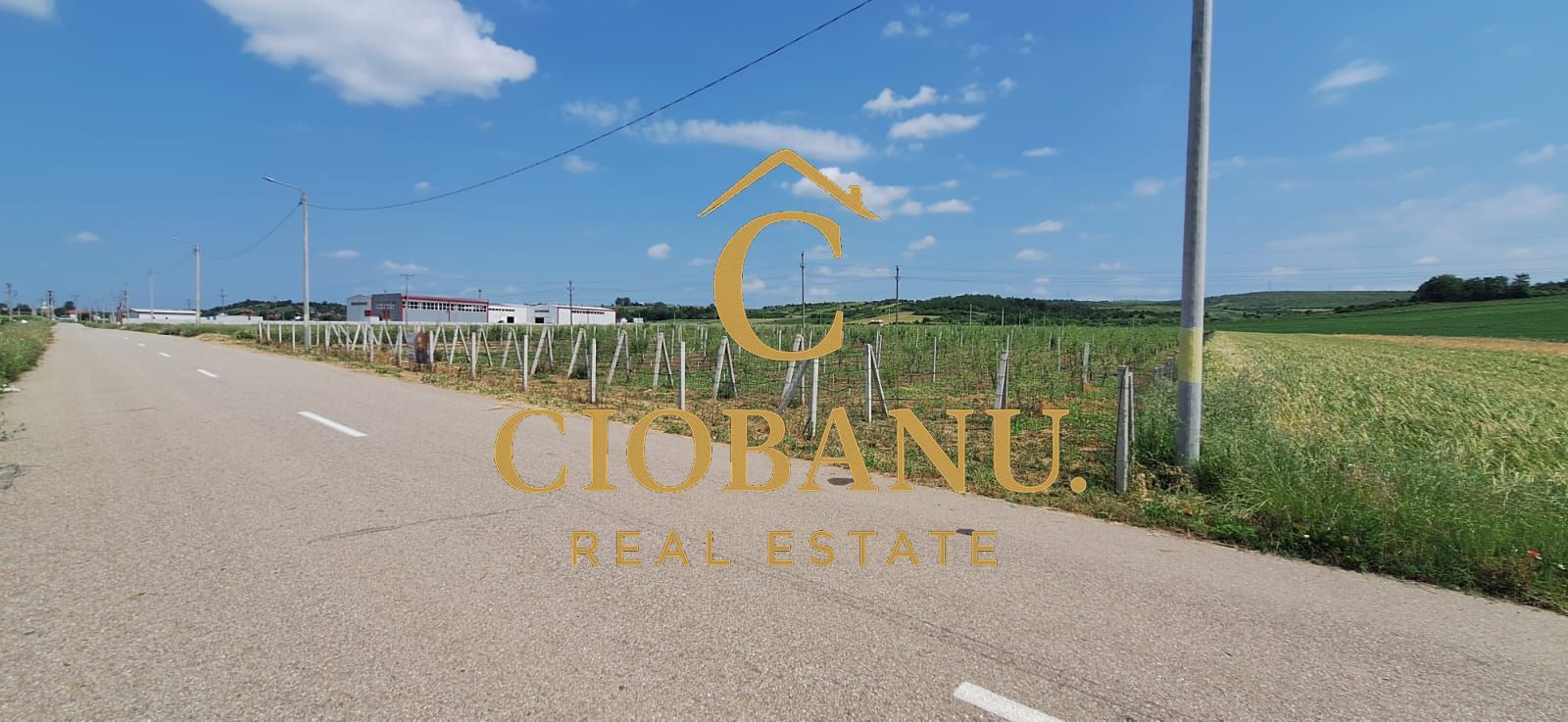 Teren intravilan cu PLANTATIE DE GOJII de vanzare in Racari - Poză 3