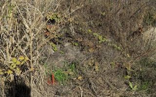 Ideal Complex Vile sau Duplexuri. - Poză 2