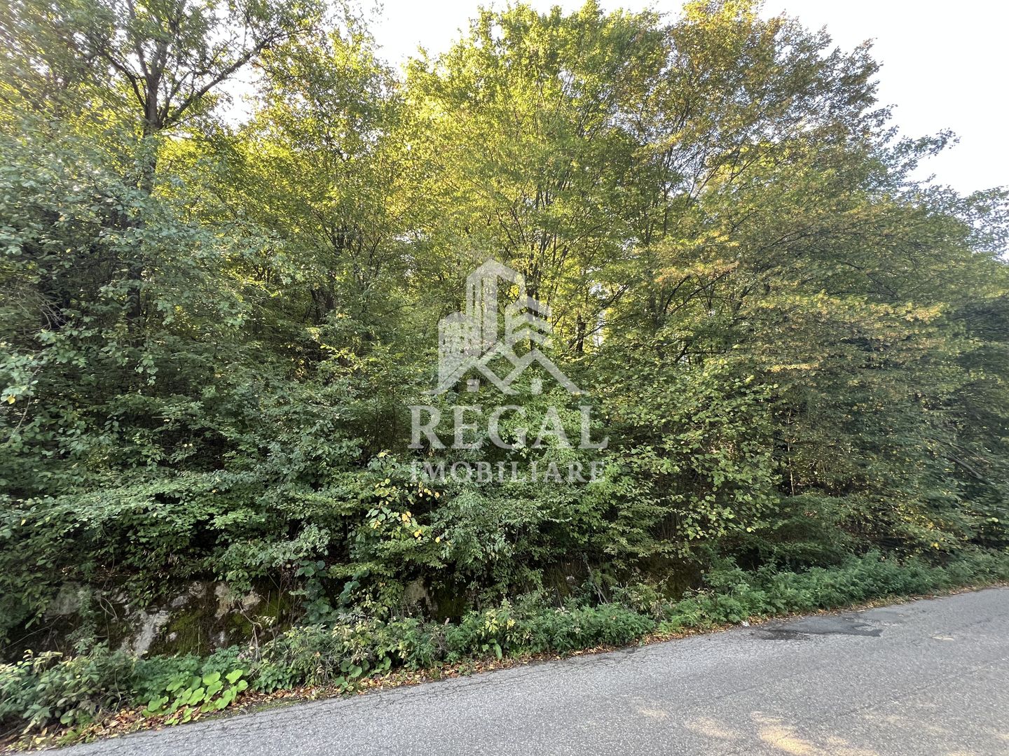 Teren extravilan de vânzare – Lacul Cinciș - Poză 4