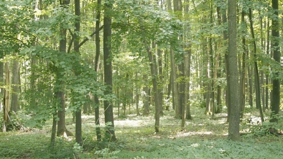 TUNARI - Centura Bucuresti, 16,7 Ha. teren (padure de peste 100 ani) - Poză 4