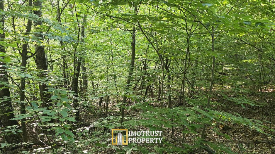 Pădure și pășune de vânzare 8,2037 ha Borod, Bihor - Poză 7