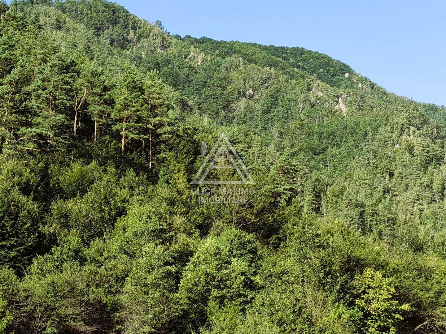 240 Hectare Pădure Valea Oltului Resurse Naturale Potențial Turistic - Poză 1