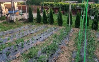 Casă P+M cu 1.558 mp teren, livadă și garaj | Barza, Gorj Comision 0%  - Poză 8