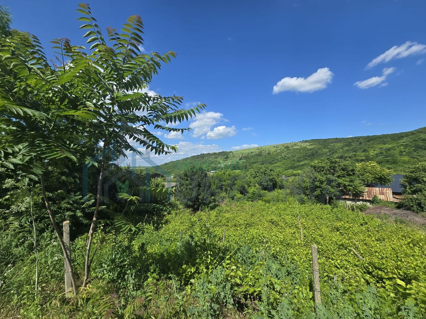 Casă cu teren de 1,4 hectare și vie, în Raducaneni - 3 camere - Poză 7