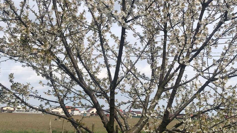 Casa individuala-zona Dumbravita lac-comision zero - Poză 17