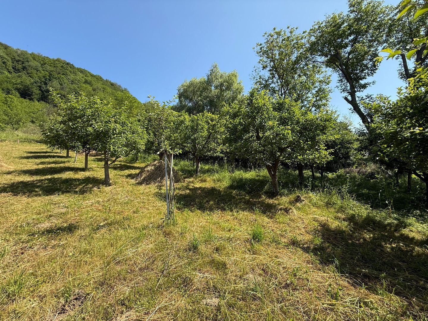 Vanzare casa cu 4 camere+anexe într-o zonă de poveste – Bezdead - Poză 19