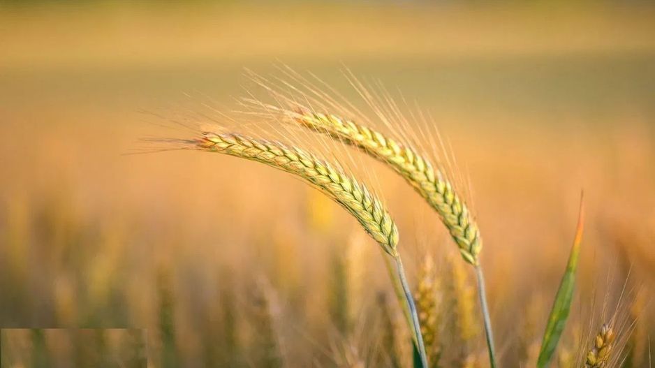 1.835 ha Fermă operațională și teren agricol (Vestul României) - Poză 3