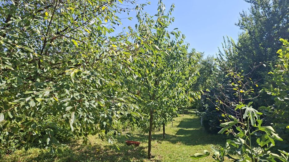 „Acasă, în adevăratul sens al cuvântului – casă cu livadă, liniște - Poză 4