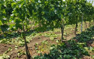 Plantație de viță-de-vie 5,7 ha  investiție cu recuperare rapidă - Poză 8