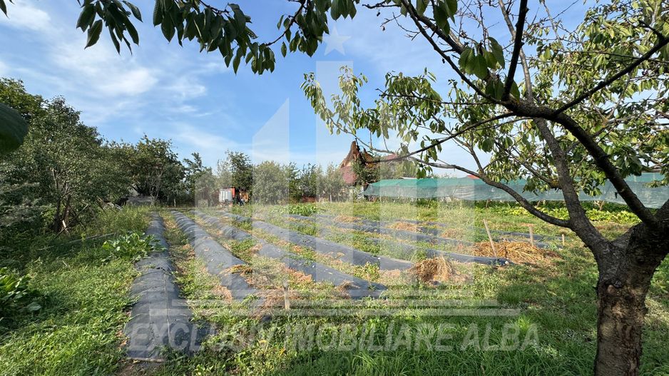 Teren intravilan | 1200 mp | 35 ml deschidere | Alba-Micesti - Poză 4