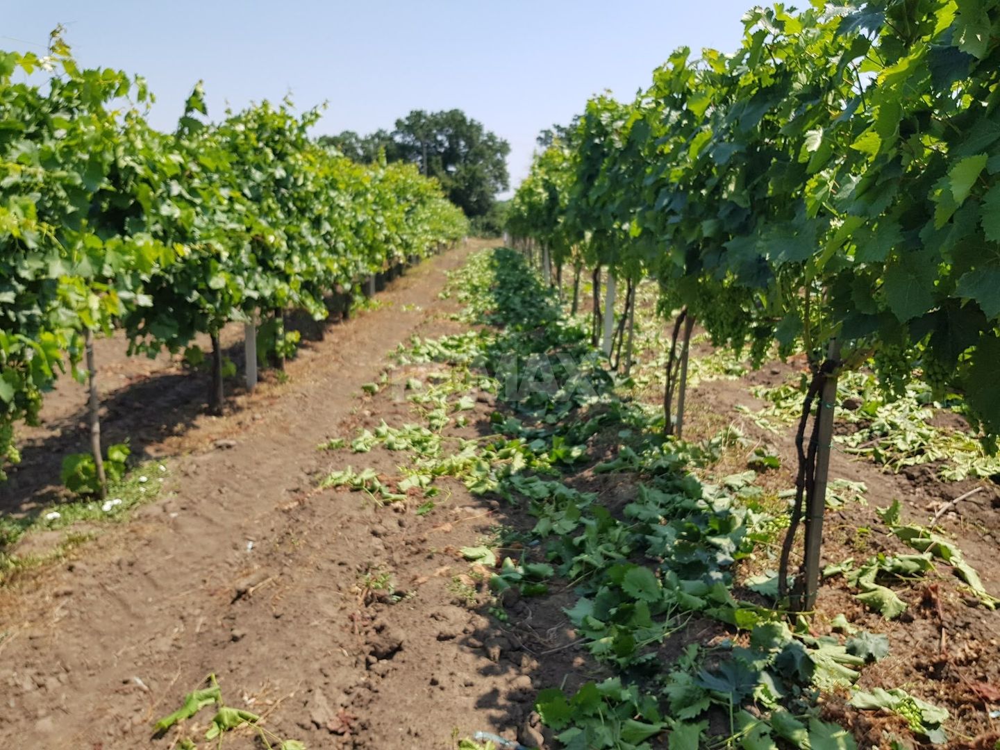 Plantație de viță-de-vie 5,7 ha  investiție cu recuperare rapidă - Poză 9
