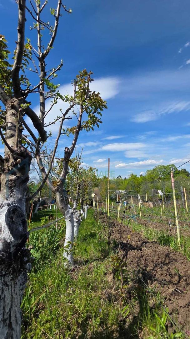 Teren intravilan 1500 mp, Tomesti – Chicerea, 10 km de Iasi, utilitati la limita - Poză 6