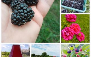 Ferma agricola, plantatii de mure, trandafiri, vita-de-vie - Poză 17