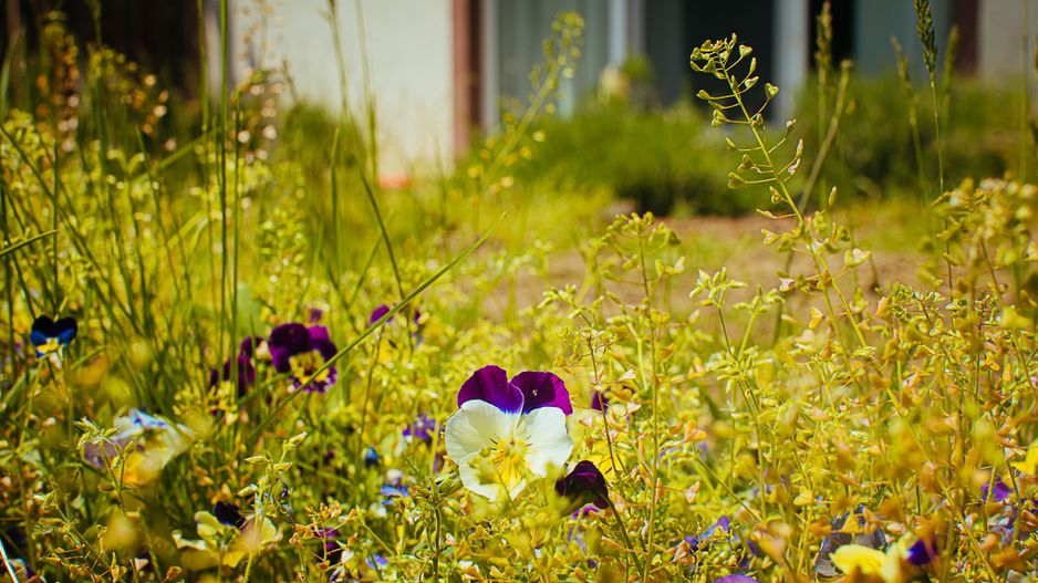 Exclusivitate - Sanpetru, casa cu priveliște deosebită - Poză 23