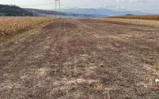 Teren extravilan de vânzare | Daia | 8.000 mp | agricol - Poză 2