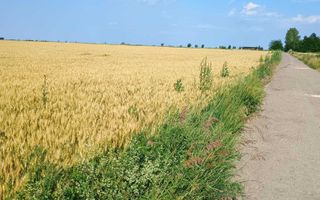 Teren extravilan de 5000 mp în Valea Ursului, vânzare - Poză 1