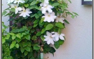 Casa Restaurant cu gradina - 250 mp - Poză 13