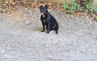 Inchiriere 2 camere decomandate, Tineretului, Vacaresti - Poză 10