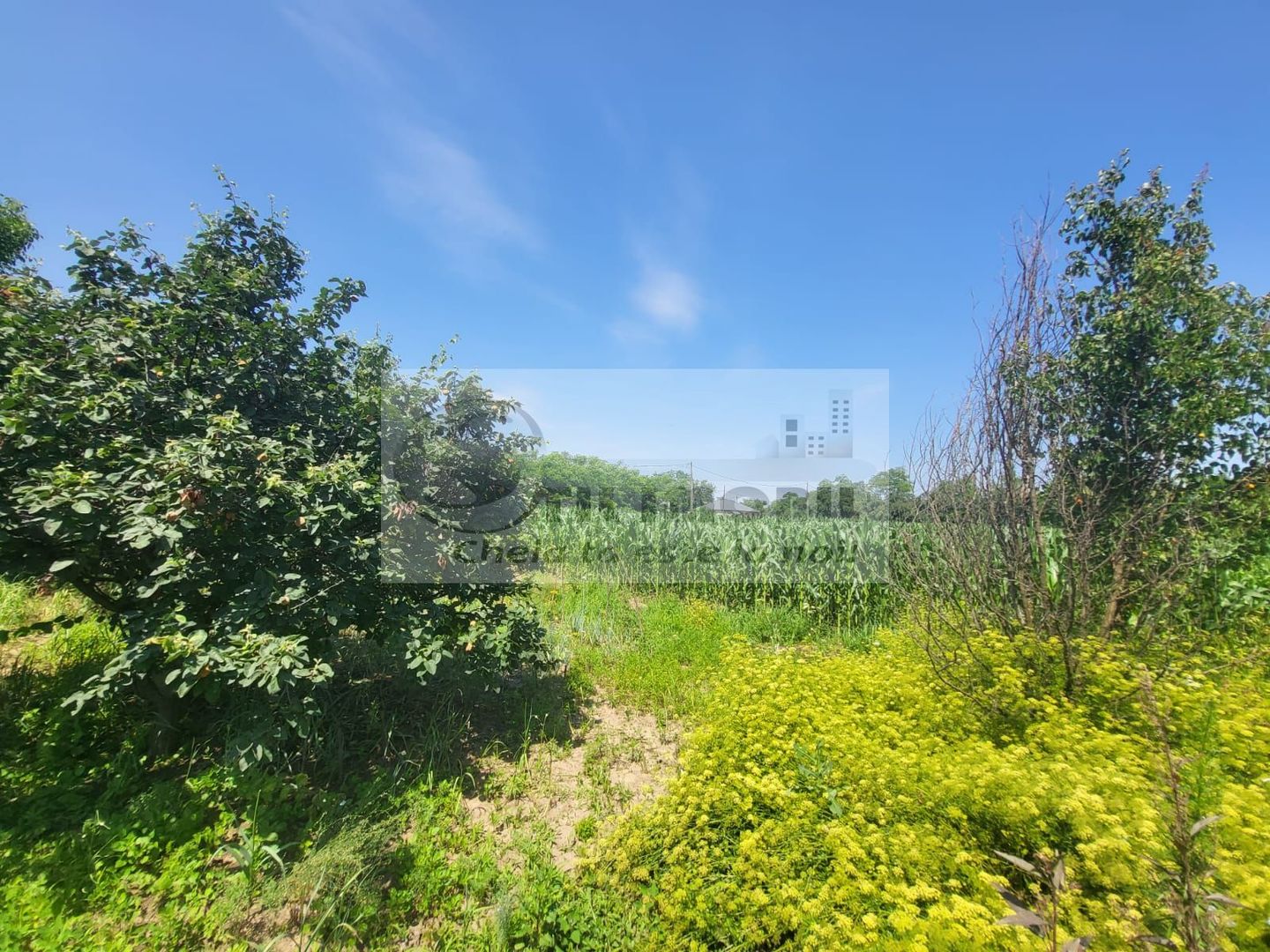 Casă individuala 4000mp teren com Alexandru Ioan Cuza sat Kogalniceni - Poză 4