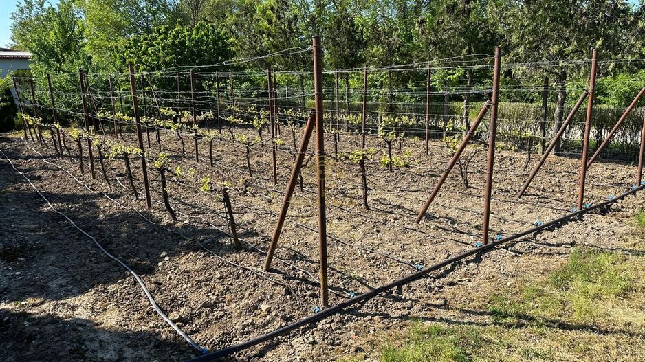 De vanzare Teren 20000MP cu sere/solarii și plantații - Poză 15