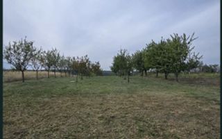 De vanzare | Teren intravilan 1500 mp | Cordau | Cu livada - Poză 5
