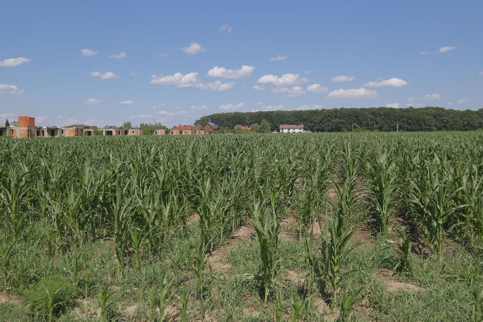 Corbeanca - Sat Petresti - Str. Codrului, 26.650 mp. teren intravilan - Poză 5