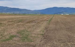 Carpinis, 10000mp-arabil, 28000Euro/negociabil - Poză 2