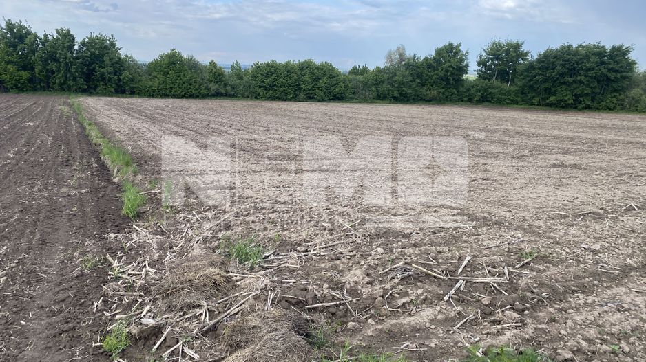 Teren Extravilan | 50 Ari | Horodnic De Jos - Poză 5