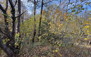 TEREN INTRAVILAN 13167 MP BUGHEA DE SUS ARGES - Poză 24