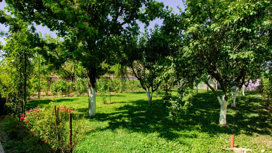 Casa de vanzare in Bodrogu Nou, COMISION 0 - Poză 11