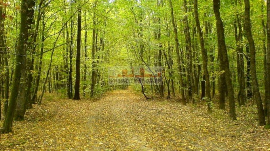 Teren de vanzare Cocani, Crevedia, langa padure Dambovita - 17 km de Bucuresti - Poză 5