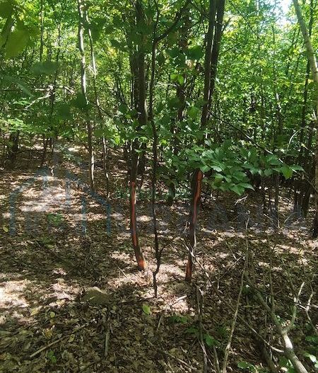 Teren forestier de vânzare, 1 ha, județul Neamț, comunele Rediu Borlești, OS Tazlău - Poză 4