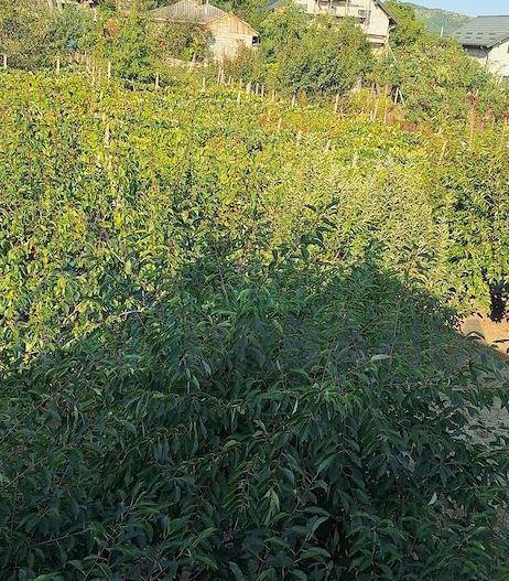 Casă de vânzare în Voinesti, Iași, cu garaj și grădină - Poză 9