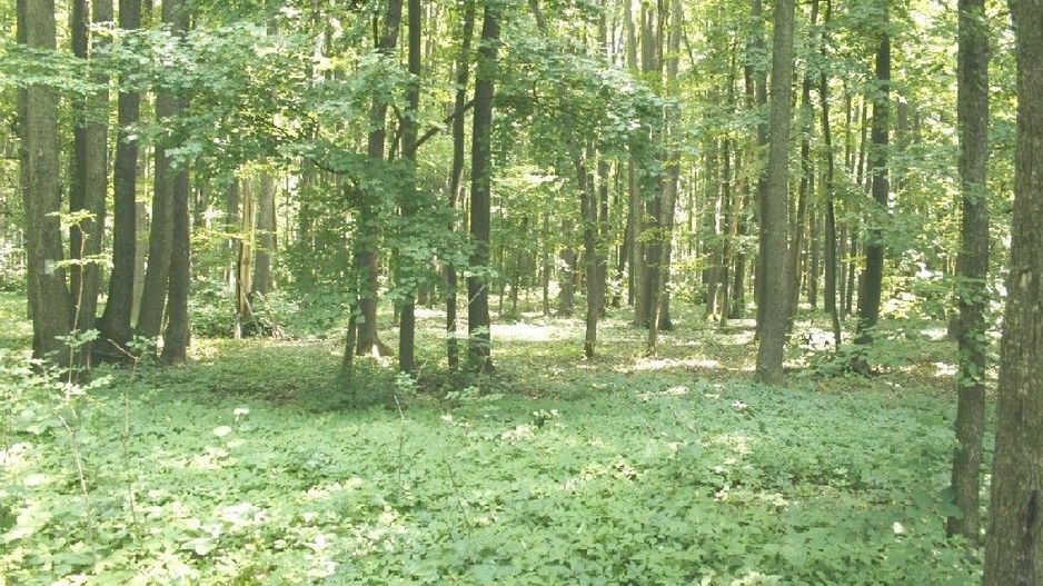 Ocazie ! PIPERA - padurea Baneasa, 7 Ha. in apropiere de Rez. Oxford - Poză 5