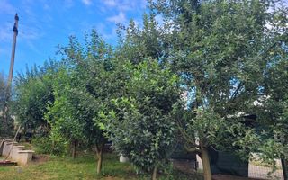 Casă Livezeni 815 mp teren, casa primitoare ,la doar 5 minute de oraș. - Poză 7