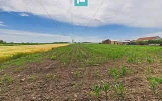 Teren extravilan 5000 mp, Arad - Poză 13