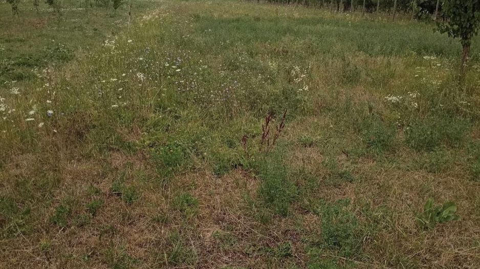 Casa cu teren de vanzare-Satmarel, Satu Mare - Poză 7