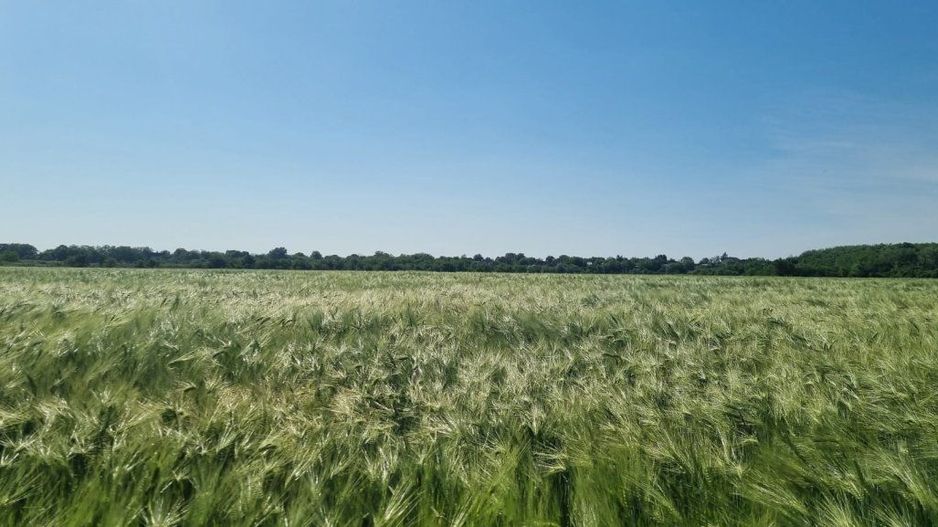 Ferma de Cultura Mare 1100 HA - Poză 8