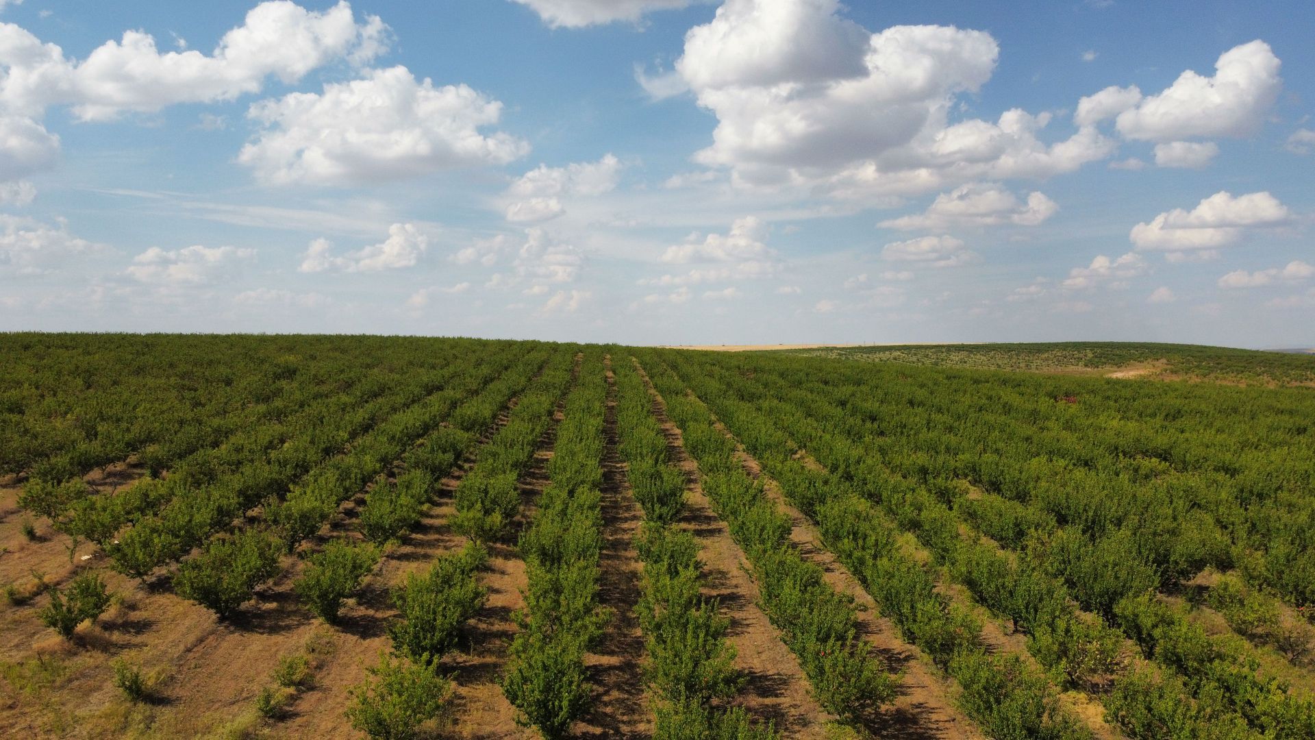 Ferma pomicola cu teren livada 270 ha - Timis - Poză 4